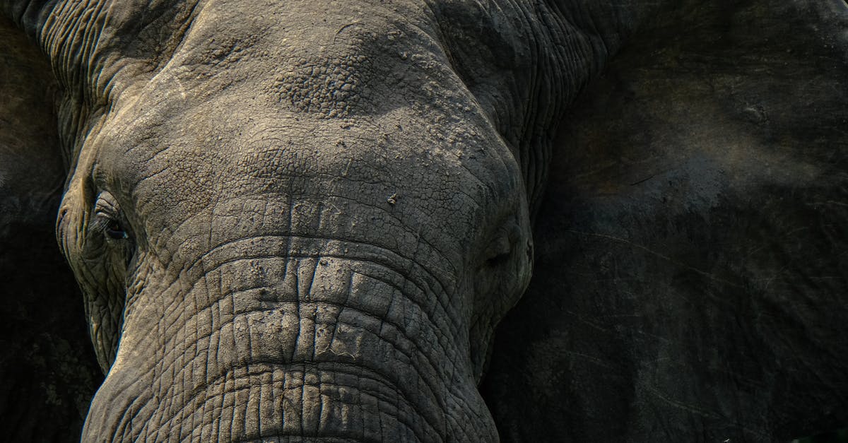 What animal parts can be included in head cheese? - Muzzle of elephant with wrinkles and spots on gray skin