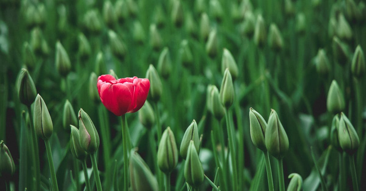 What are different methods of preserving chillies? - selective focus photo of a red tulip flower