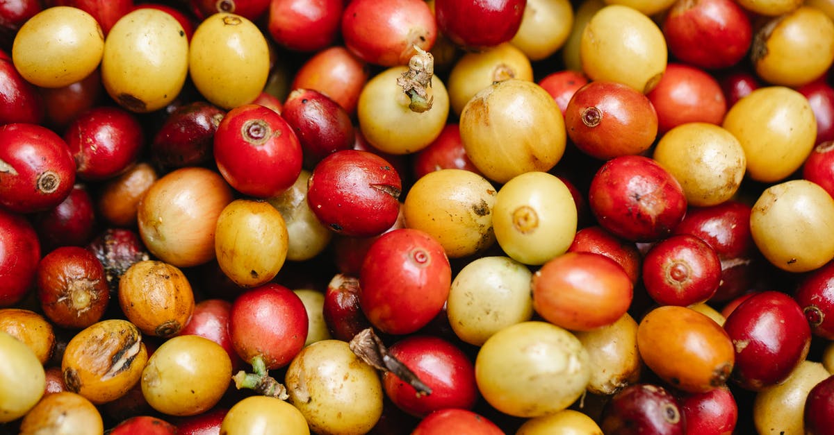 What are properties of good whole bean coffee? - Top view heap of small rounded ripe coffee berries with red and yellow colors placed together during harvesting season in countryside