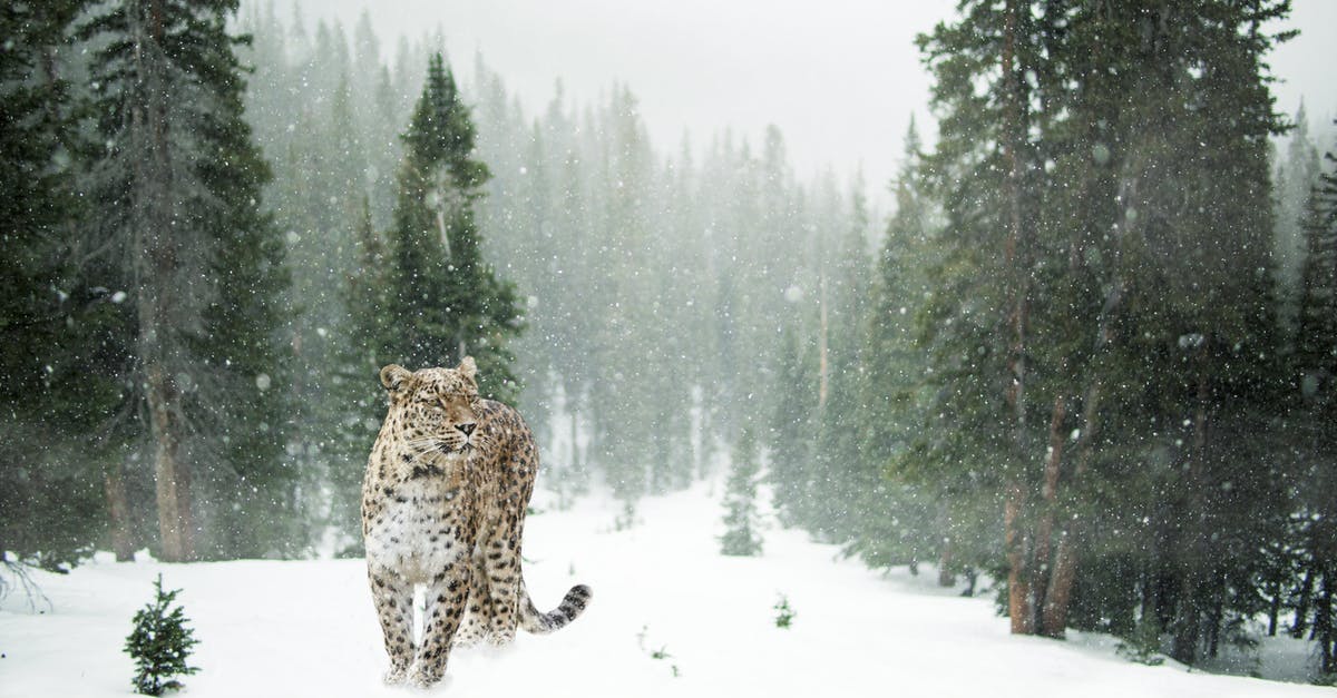 What are some seasonings that can spice up a bland frozen chicken alfredo? [closed] - Brown and Black Leopard on Snow Covered Forest