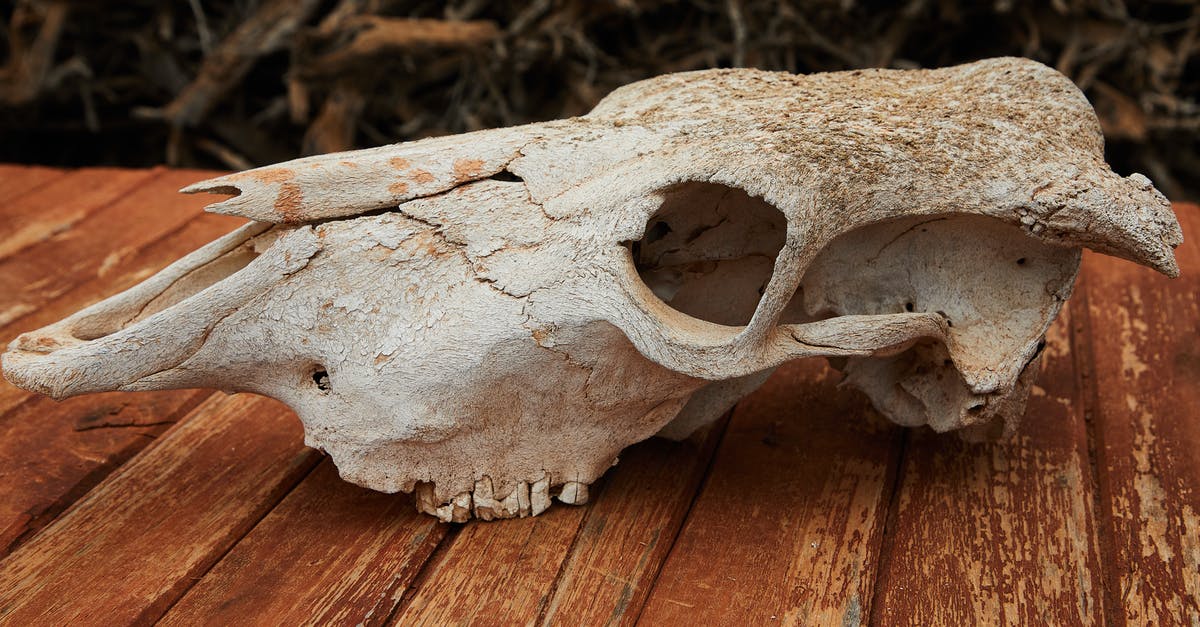 What are the natural and artificial sugars? - Old dry skull of mammal animal with cracks and holes placed on wooden table against blurred background