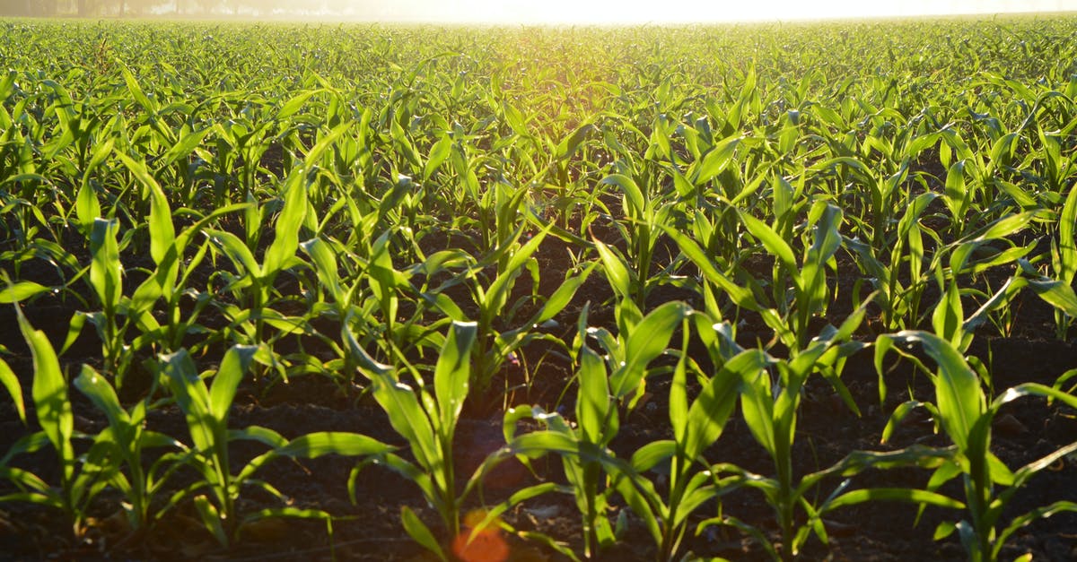 What are the parts of the corn plant? - Corn Field during Daytime