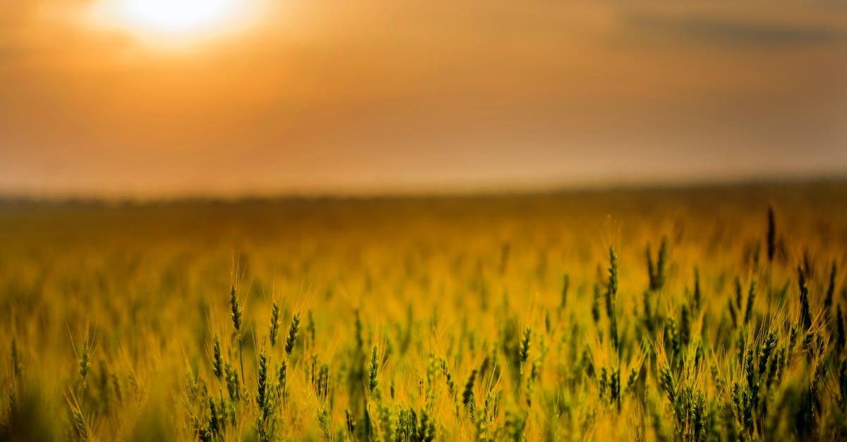 What are the parts of the corn plant? - Green Field during Sunset