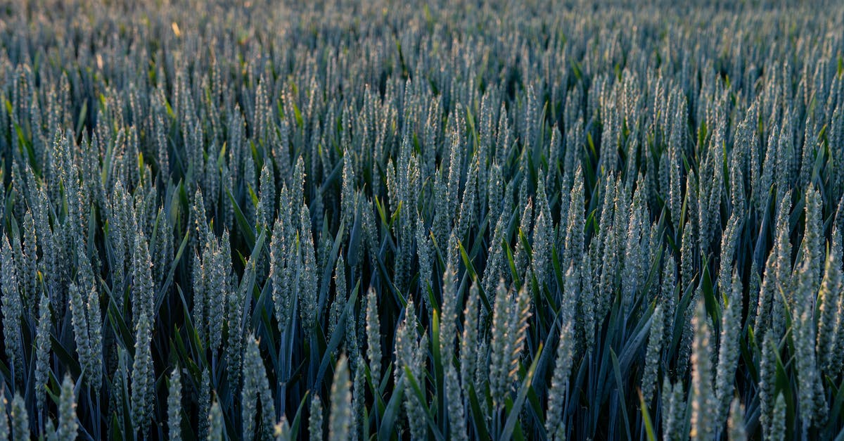 What are the parts of the corn plant? - Wheat Fields