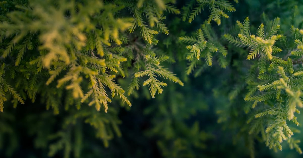 What are the safety considerations in making pine needle tea? - Green Tree Macro Photography