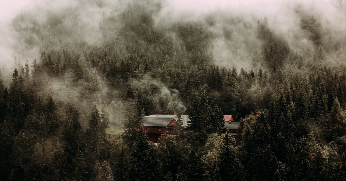 What are the safety considerations in making pine needle tea? - Wooden cottage located among dense forest with evergreen trees under gloomy misty sky