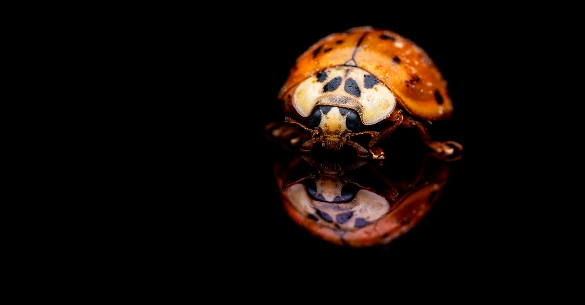 What are these little crystals in my Cheese? - Little fragile red ladybug with black spots in transparent water on black background