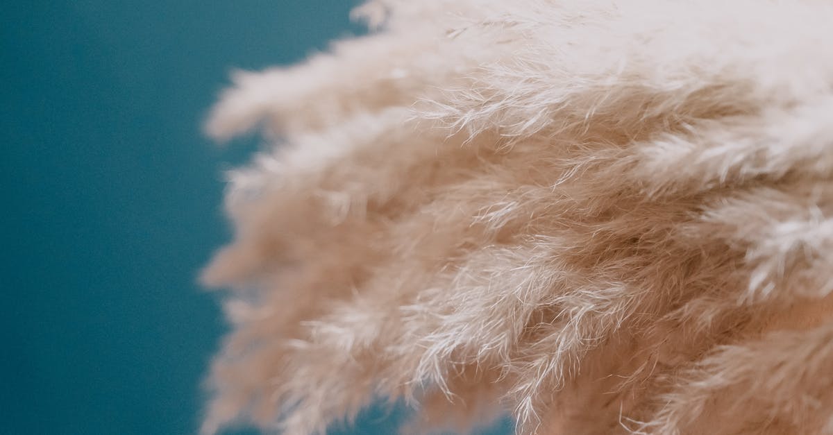 What are these white and thick things in my egg? - Pampas grass plants furry inflorescence plumes on blue background