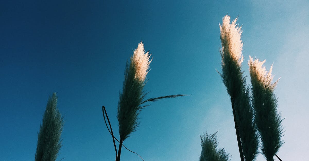 What are these white and thick things in my egg? - Low angle of Cortaderia plant with thin stalks with leaves and white fluffy panicles on inflorescence growing in nature under blue cloudless sky in sunny day