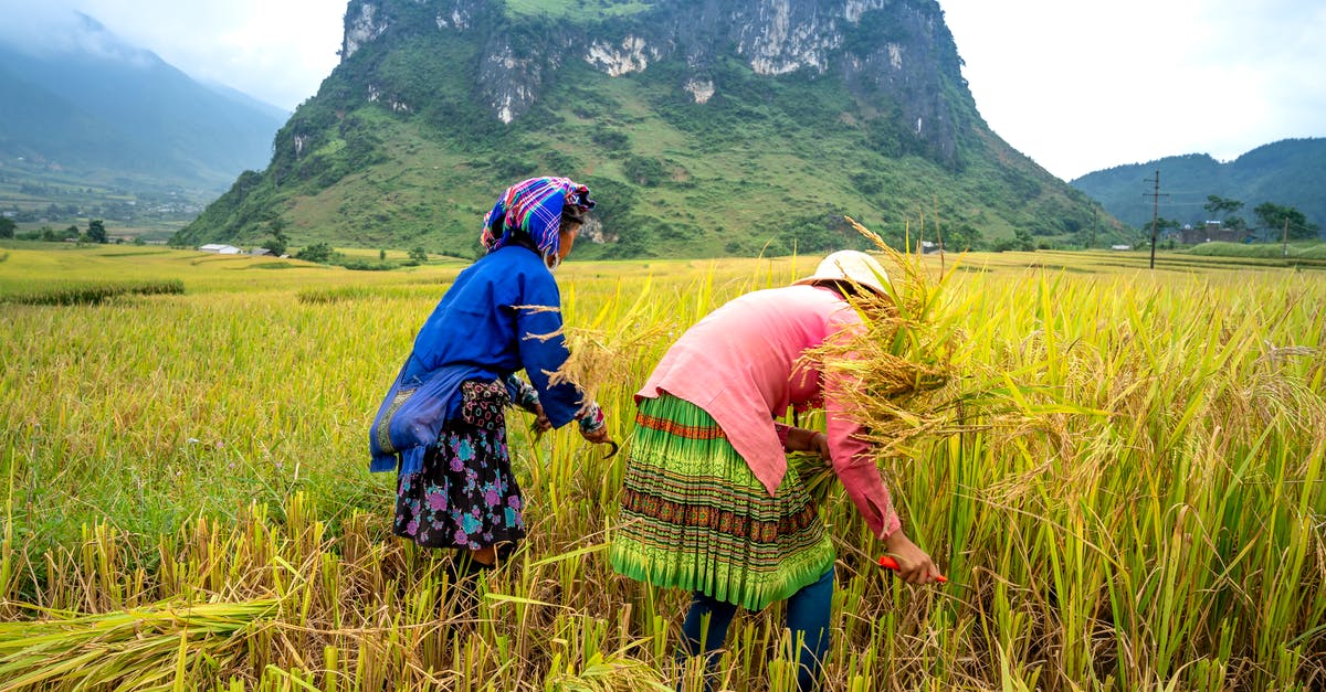 What are things like Bread, Rice and Cereal collectively known as? - Anonymous ethnic female harvesters in traditional apparel with ornament collecting rice spikes on plantation against ridges under cloudy sky