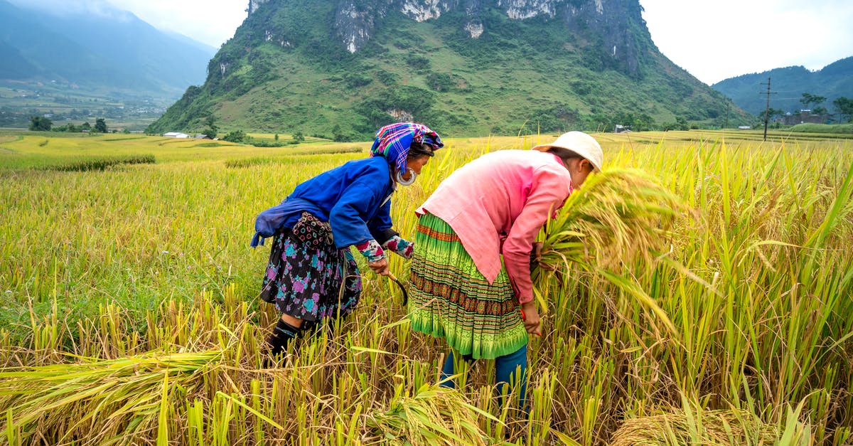 What are things like Bread, Rice and Cereal collectively known as? - Unrecognizable ethnic female farmers in ornamental wear picking rice spikes in agricultural field against ridges under foggy sky