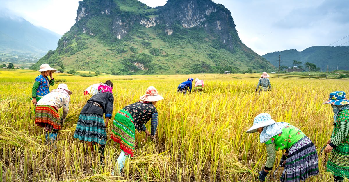 What are things like Bread, Rice and Cereal collectively known as? - Unrecognizable ethnic farmers picking rice spikes on plantation against ridges