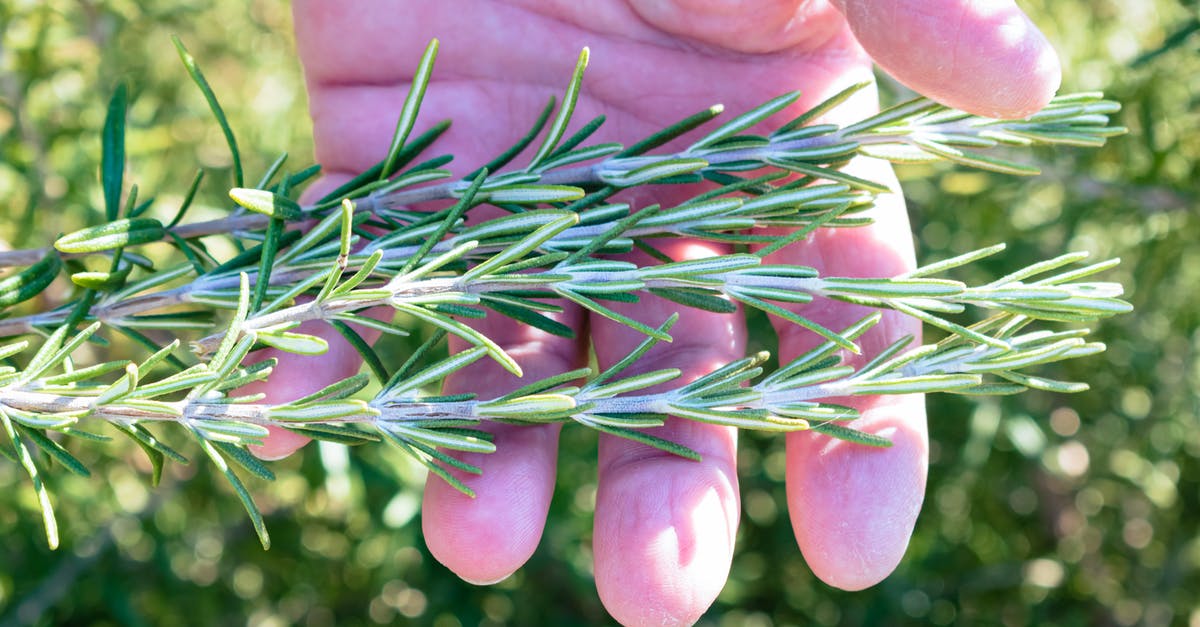 What are those spices? - Green and Purple Plant on Persons Hand