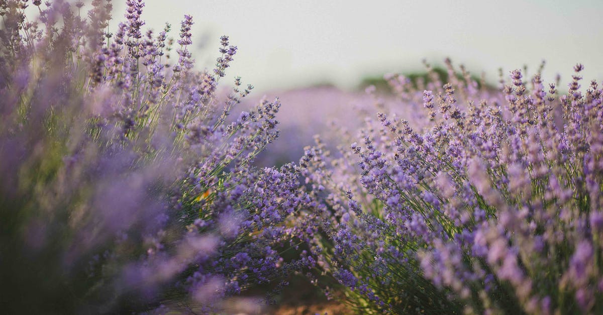 What Aromatic Fragrance that can be used in mouth fresher? - Purple Flower Field