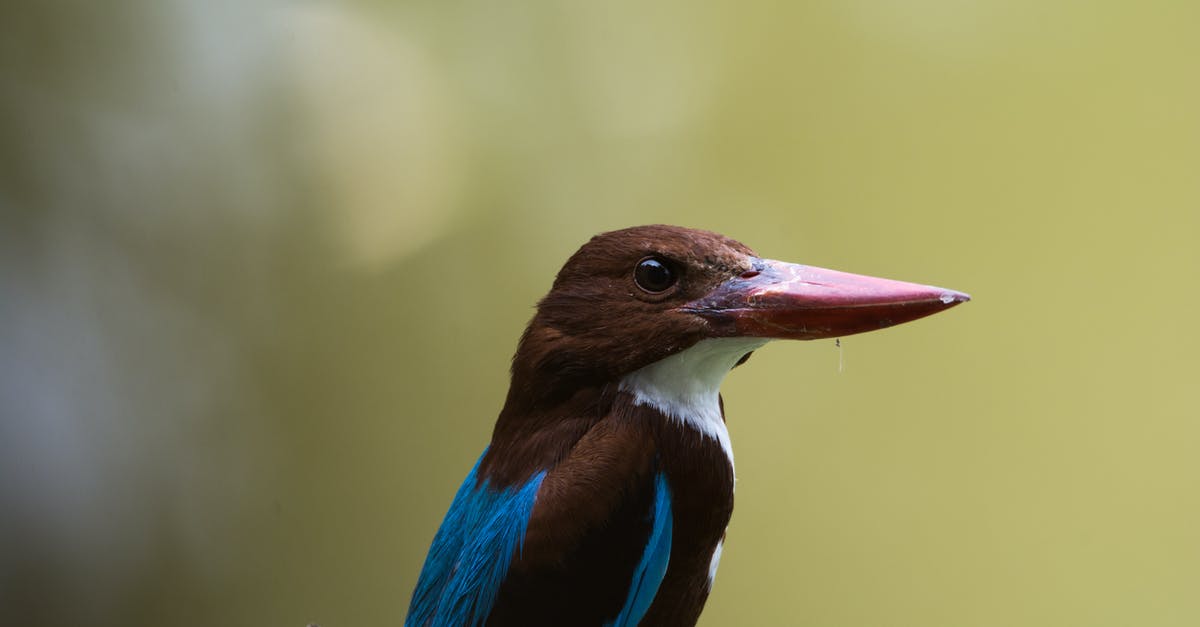 What batter was used on Birds Eye potato fritters? - Blue and Black Bird on Branch at Daytime