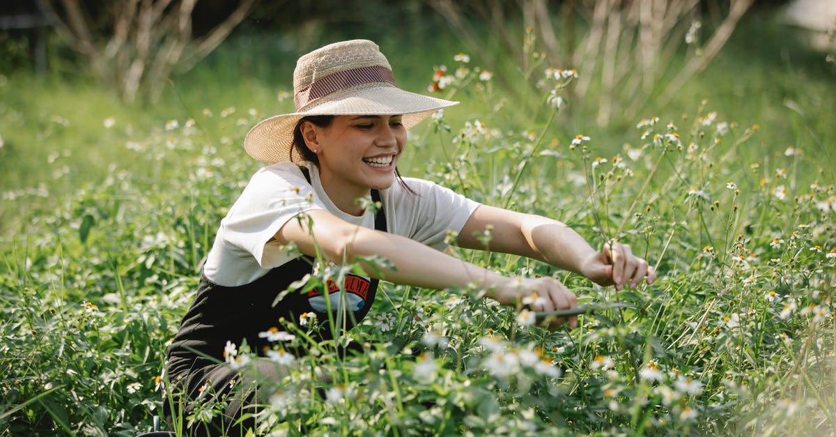 What can be done to thin chocolate for dipping? - Cheerful woman cutting blooming flowers in nature