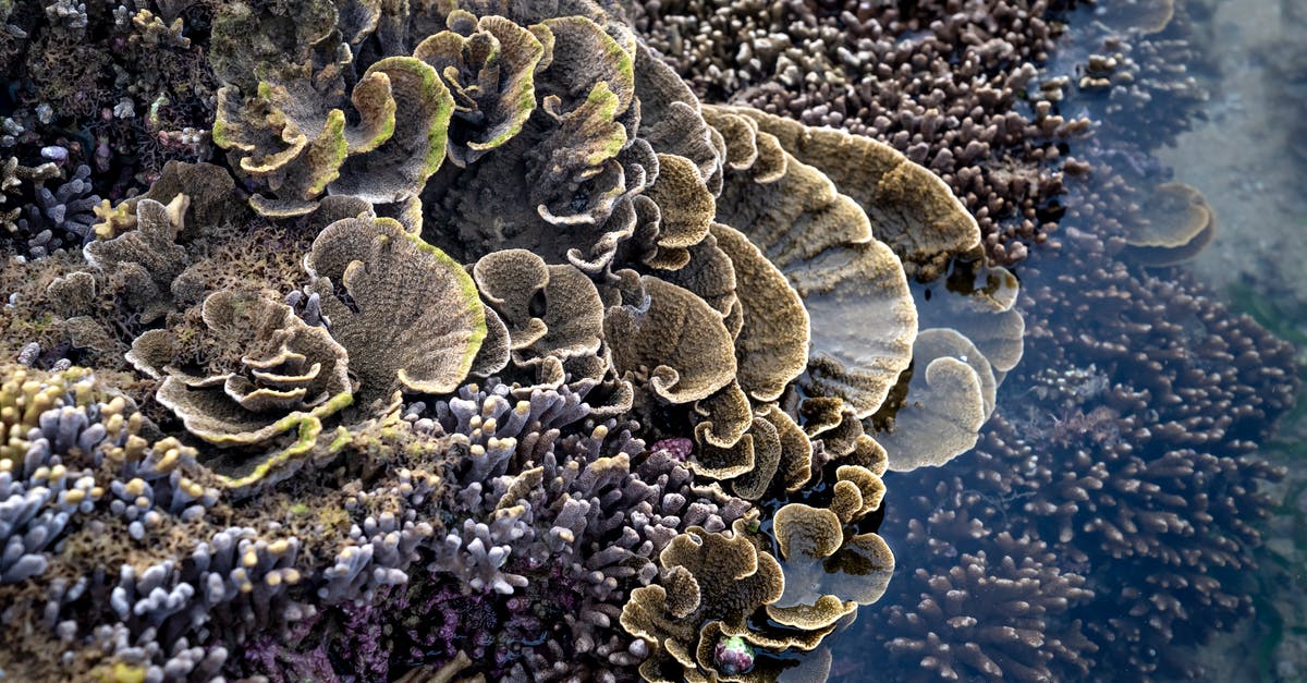 What can be used safely (e.g. basalt "hot stones") to fill volume of shallow pan for deep frying? - From above of spectacular colonial Turbinaria reniformis and Acropora corals growing under shallow water of sea on sunny day in Vietnam What can be used safely (e.g. basalt "hot stones") to fill volume of shallow pan for deep frying? - From above of spectacular colonial Turbinaria reniformis and Acropora corals growing under shallow water of sea on sunny day in Vietnam