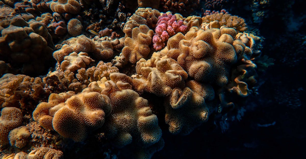 What can be used safely (e.g. basalt "hot stones") to fill volume of shallow pan for deep frying? - From above scenery of massive coral reef with seaweeds located on sea bottom in clean blue water What can be used safely (e.g. basalt "hot stones") to fill volume of shallow pan for deep frying? - From above scenery of massive coral reef with seaweeds located on sea bottom in clean blue water