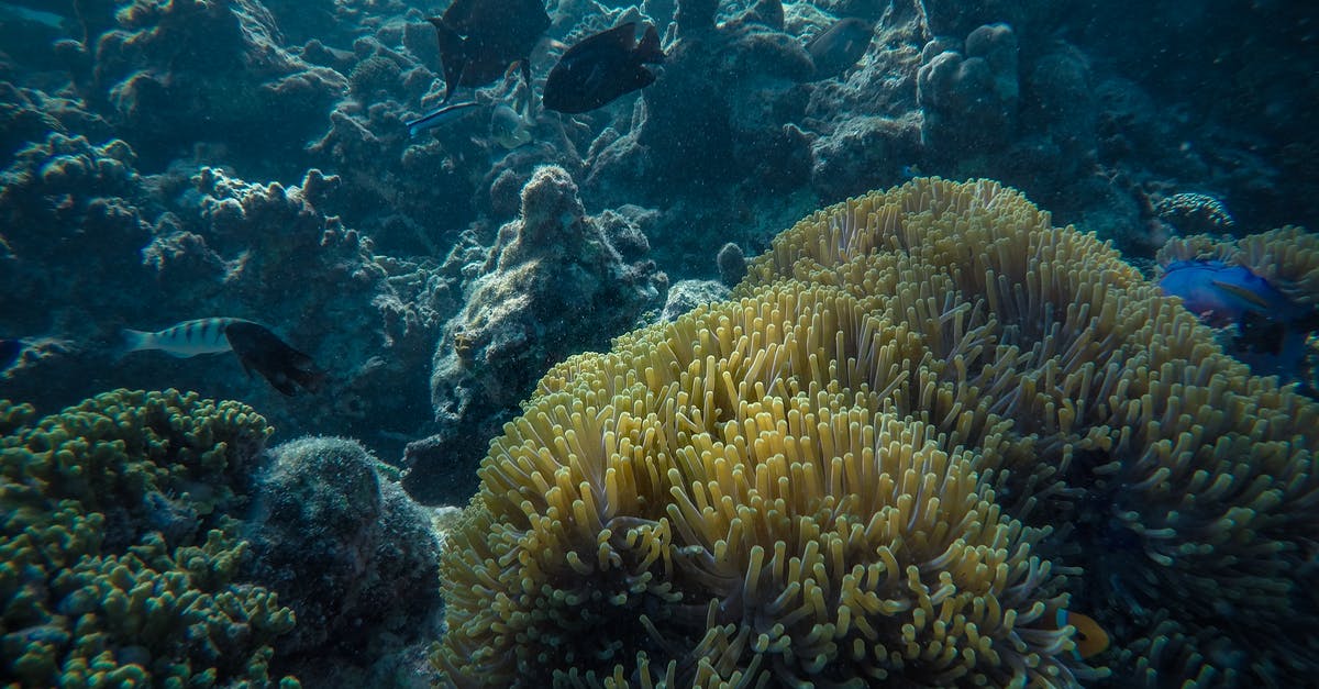 What can be used safely (e.g. basalt "hot stones") to fill volume of shallow pan for deep frying? - Picturesque view of long yellow tentacles of polyps under fishes swimming in ocean next to rocky formation What can be used safely (e.g. basalt "hot stones") to fill volume of shallow pan for deep frying? - Picturesque view of long yellow tentacles of polyps under fishes swimming in ocean next to rocky formation