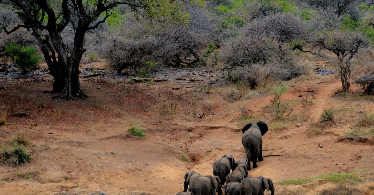 What can I do with a large amount of dried cilantro? - Elephants on Brown Mountain