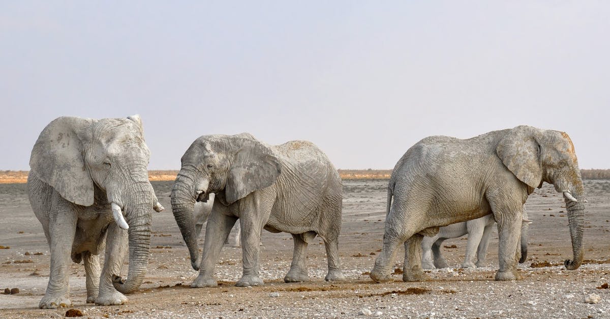 What can I do with a large amount of dried cilantro? - Side View of Elephant in a Row Against the Sky