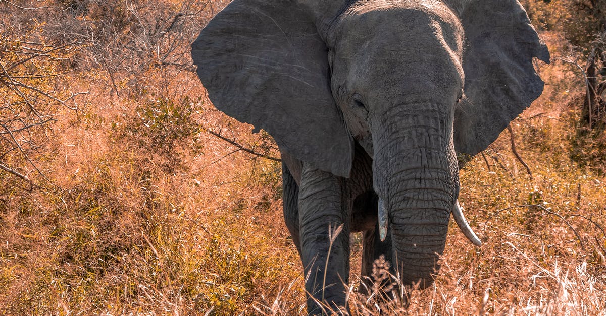 What can I do with a large amount of dried cilantro? - Elephant Near Plants and Trees