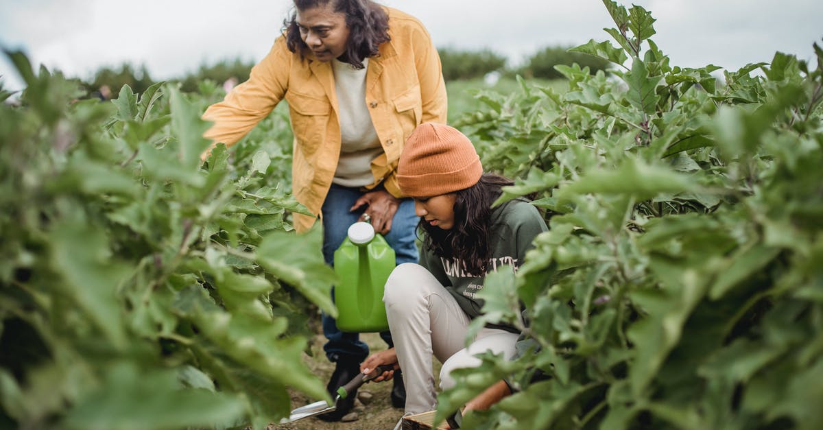 What can I do with vegetable water? - Adult ethnic female gardener with watering can near squatting daughter with trowel working land of plants on plantation