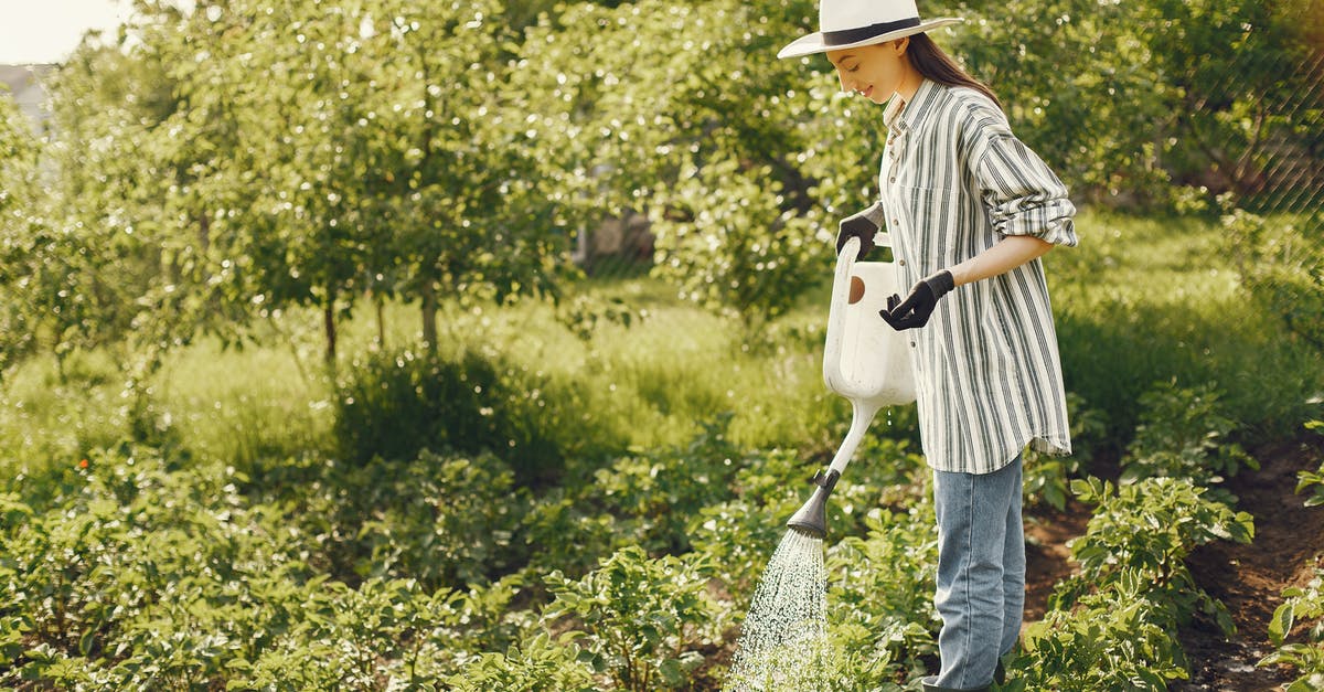 What can I do with vegetable water? - Woman Watering Green Plants