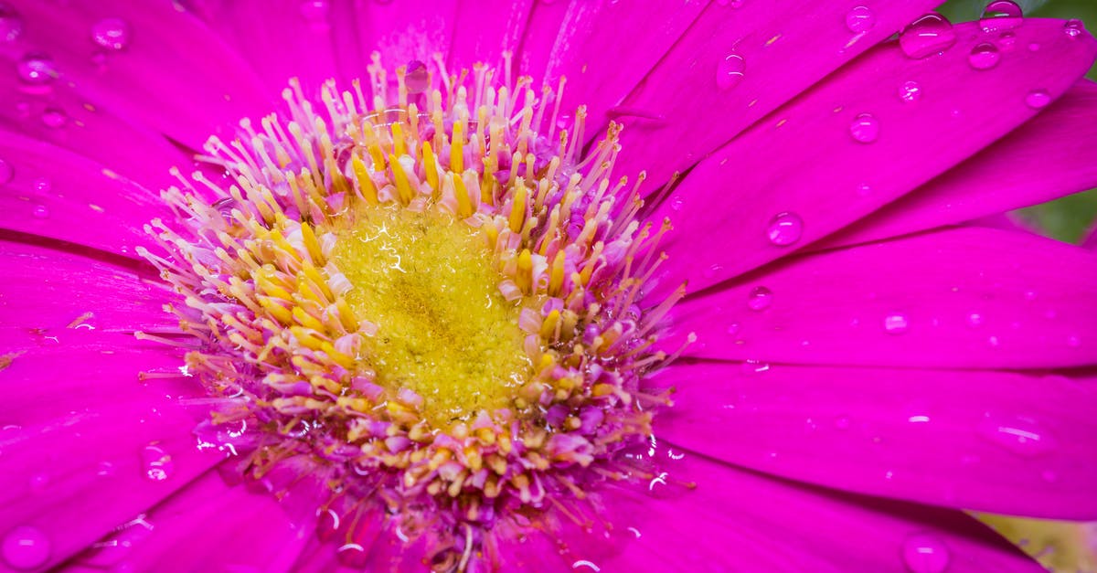 What can I substitute fennel pollen with? - Pink Flower in Close Up Photography