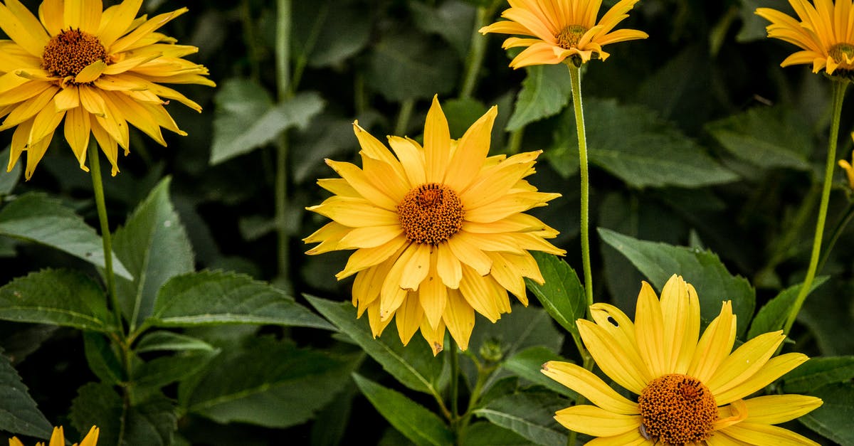 What can I substitute fennel pollen with? - Perennial Sunflowers in Bloom