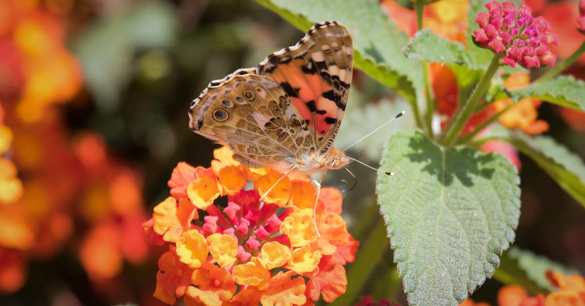 What can I substitute fennel pollen with? - Close-Up Photo of Butterfly Perched on Flower