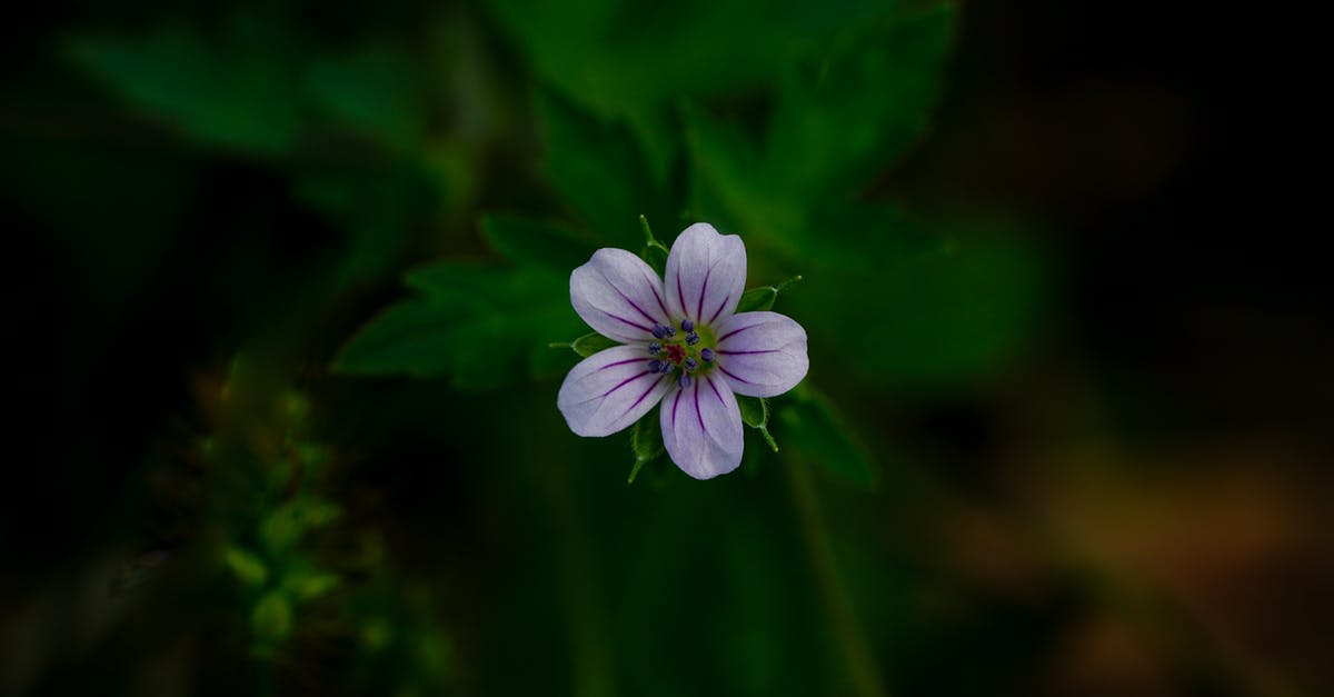 What can I substitute fennel pollen with? - Purple Flower in Tilt Shift Lens