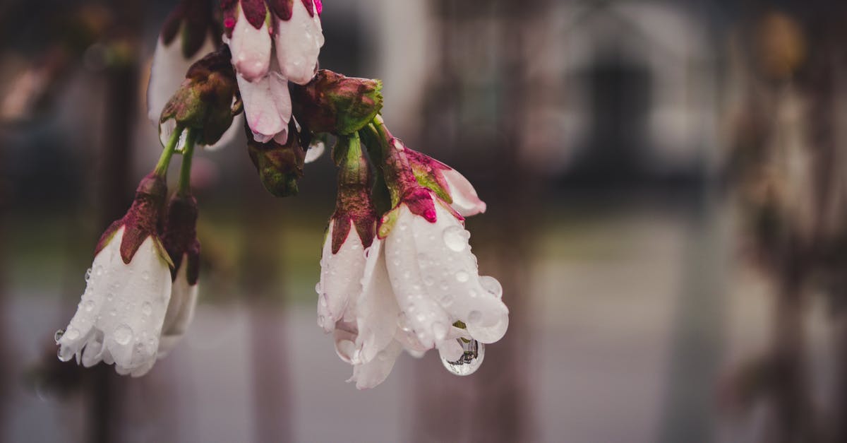 What caused my meringue to fall after adding cocoa? - White Petaled Flowers Selective Focus Photography