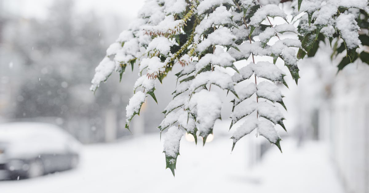 What causes mold to grow on frozen meats? - Green branches of tree covered with snow growing in town near walkway with car and fences on blurred background during snowfall in winter time