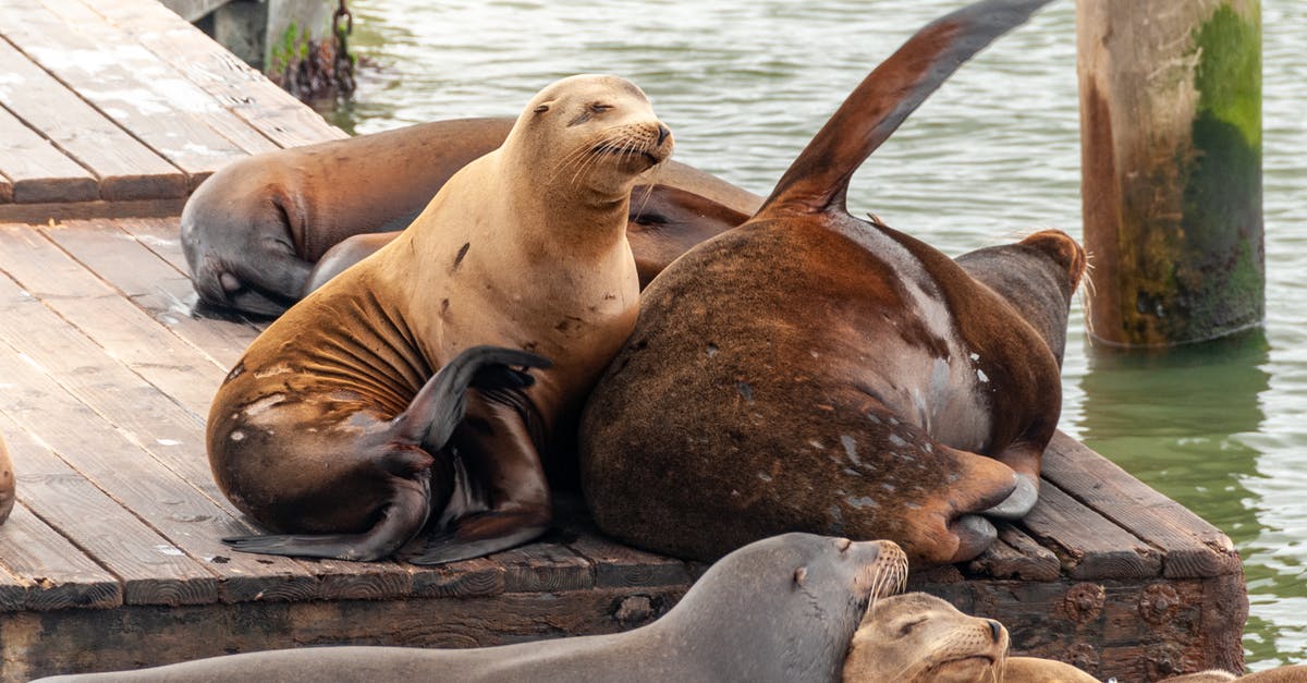 What causes seals to fail when canning? - Seal Lying on Brown Sand