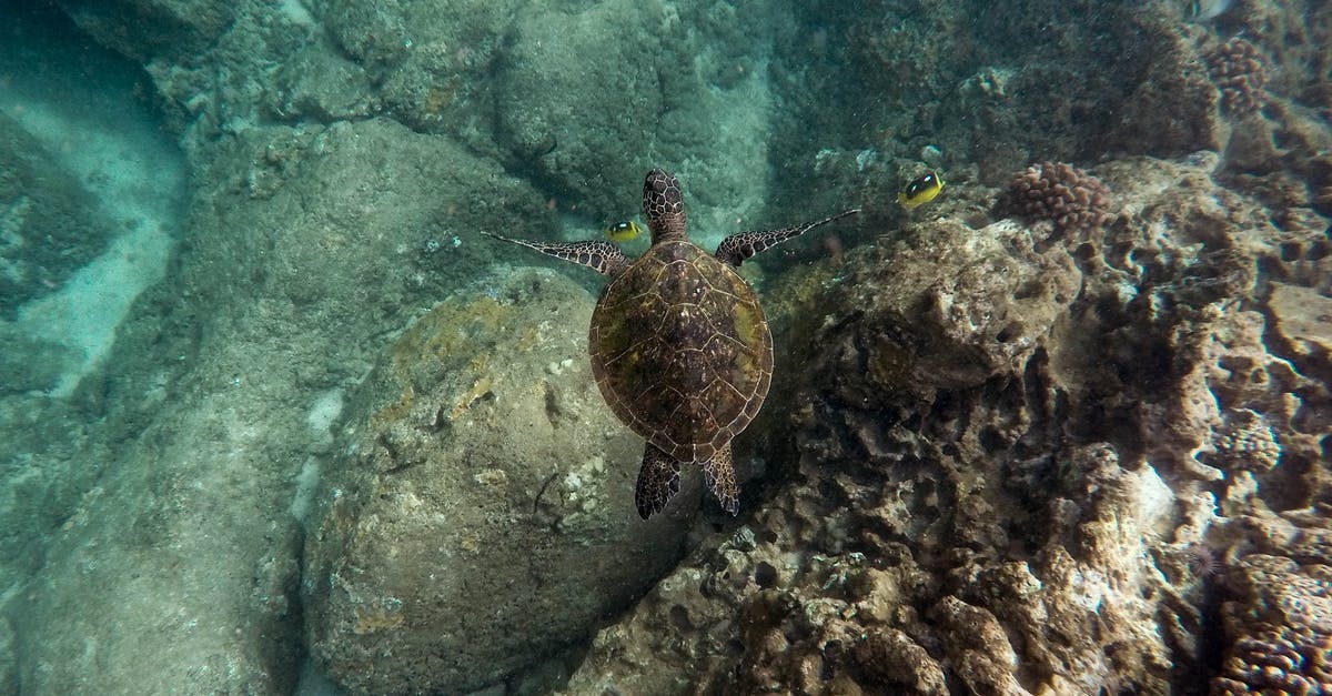 What causes some fish to get texture like mashed potato suddenly? - Black sea turtle swimming near a shallow coral reef