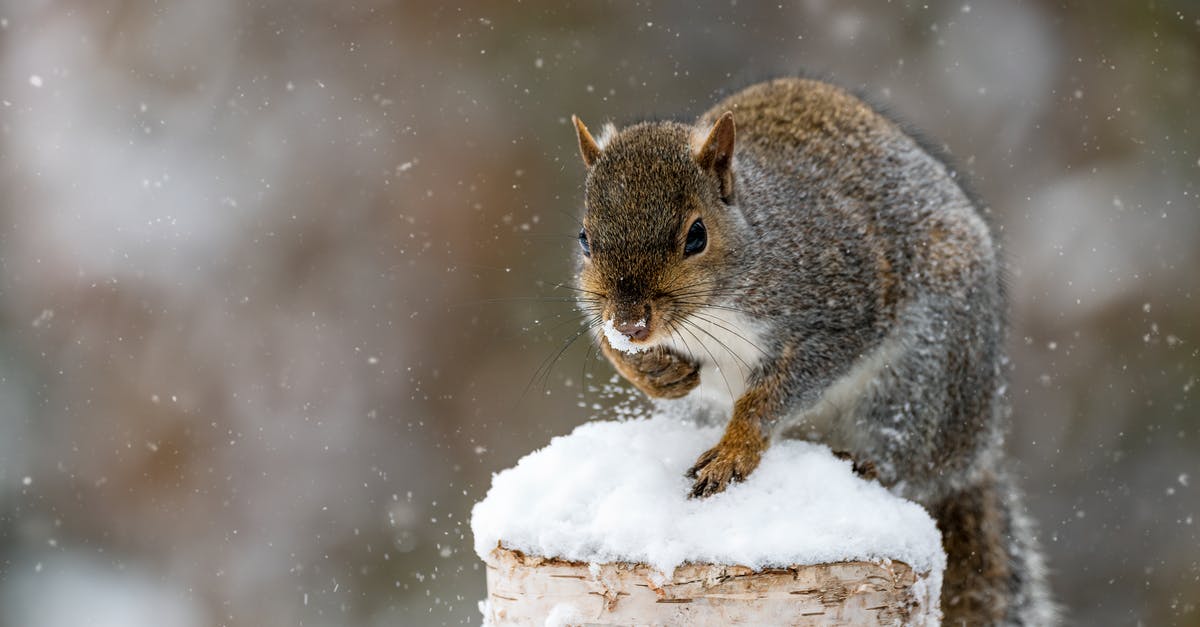 What could cause ice pops (popsicles) to go soft in the freezer? - Fluffy little squirrel on log with snow