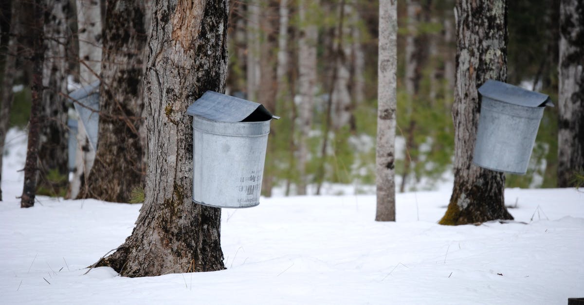 What do I do with mildly fermented maple syrup? - Metal buckets attached on maple trees trunks for sap collection in snowy winter forest