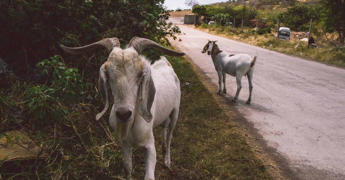 What does a meat thermometer display if the meat temperature is uneven? - Close-Up View Of Goats On The Road