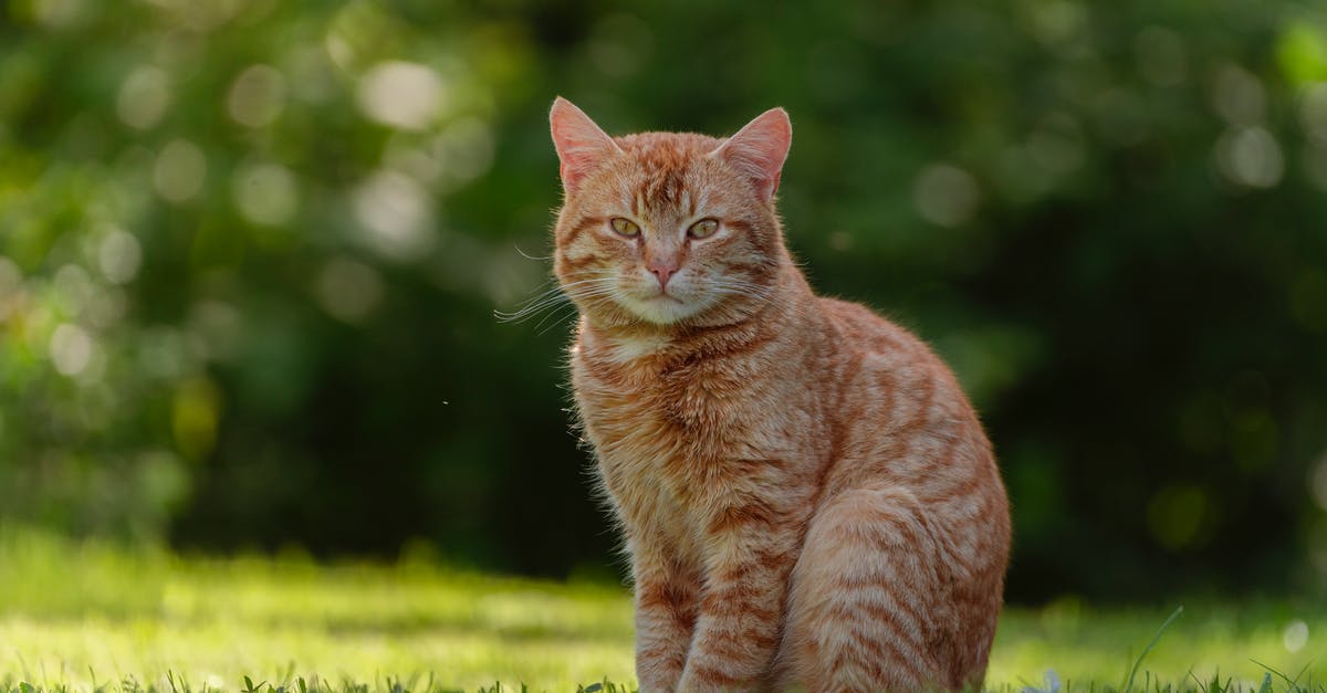 What does ginger lose if puréed or ground and left over time? - Brutal red domestic cat on fresh green grass