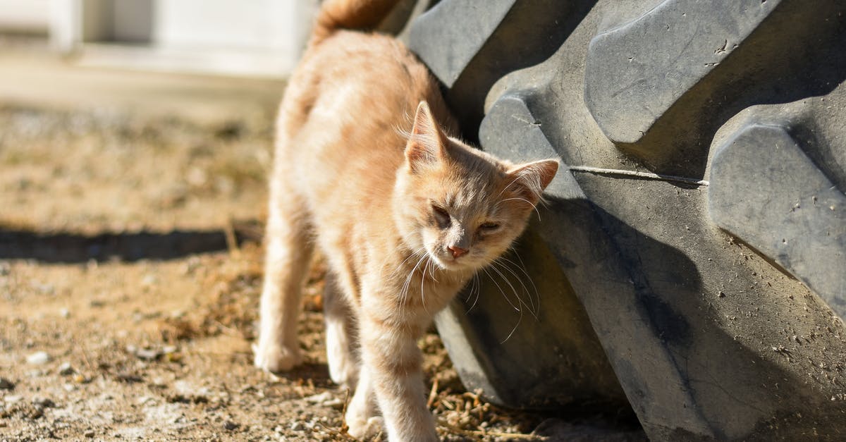 What does ginger lose if puréed or ground and left over time? - Peaceful soft red cat near tire