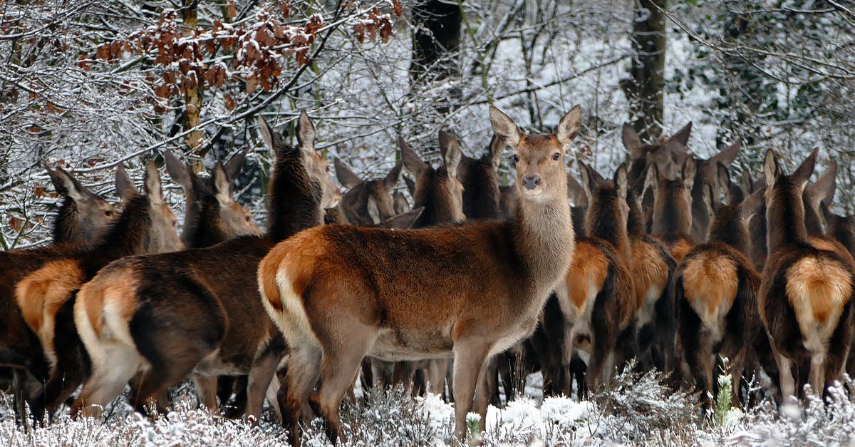 What does "natural" actually mean? - Herd of Deer on Forest