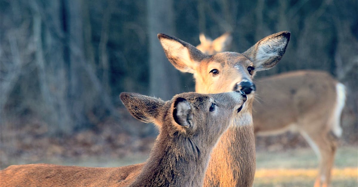 What does "natural" actually mean? - Deer Kissing Each Other