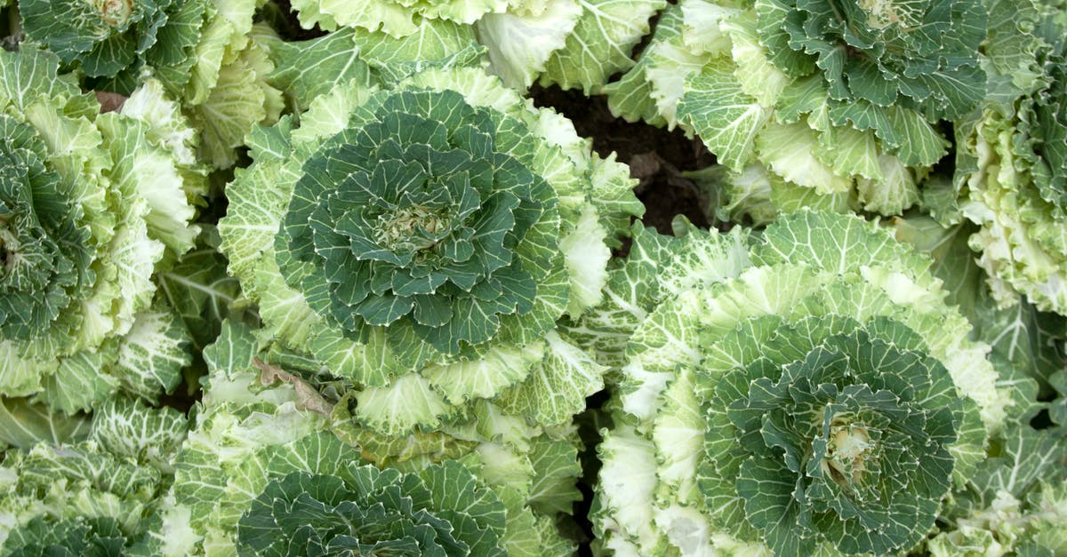 What elements in green leafy vegetables provide carbohydrates? - Close-Up Photo of Green Cabbages