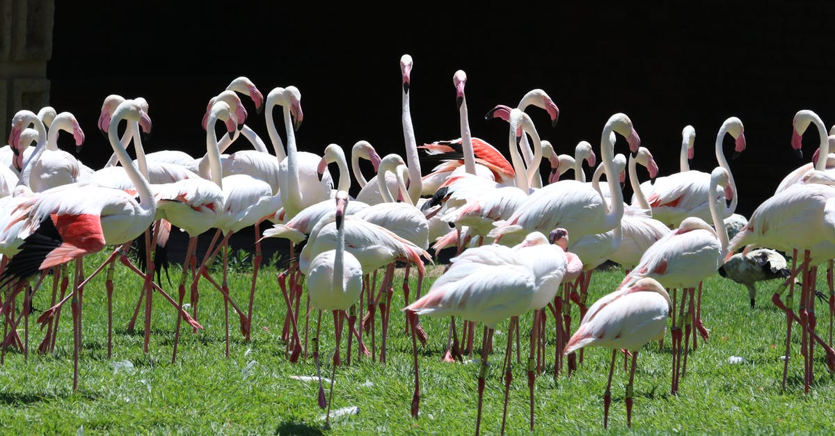 What flavorants stand up to long cooking? - Flock of White Flamingoes