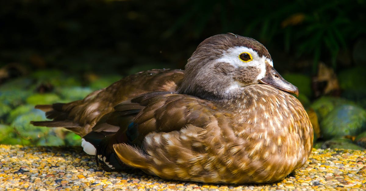 What has happened to today's chicken compared to the chicken in the 1950's - 80's? - Brown and White Duck on Ground What has happened to today's chicken compared to the chicken in the 1950's - 80's? - Brown and White Duck on Ground