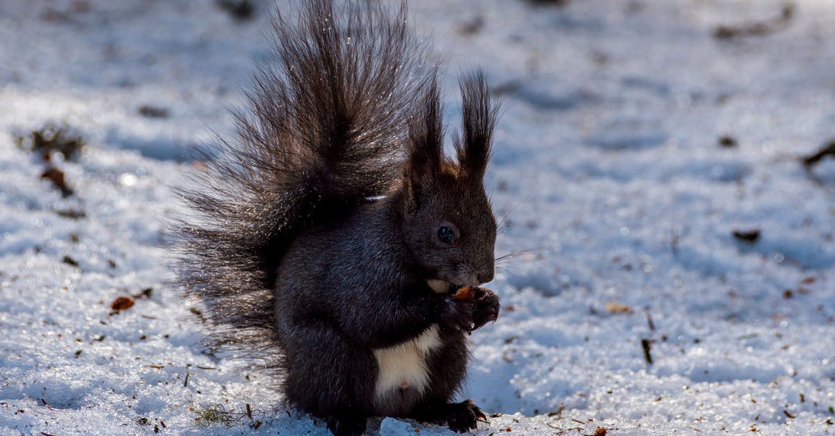 What is a good pine nut substitute for pesto? - Squirrel with pine cone on snowy land in winter