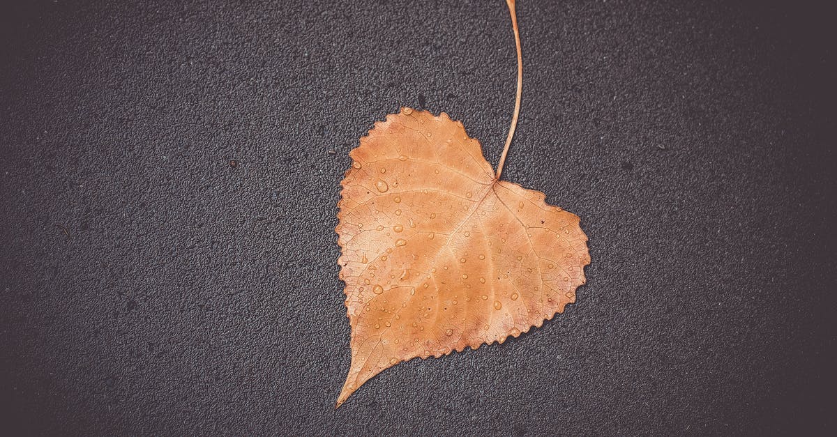 What is a moist vanilla bean? - A Wet Brown Leaf on a Gray Surface