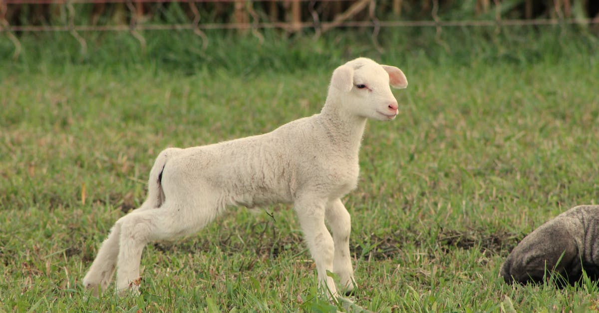 What is a "boned lamb leg"? - Baby Sheep on Pasture