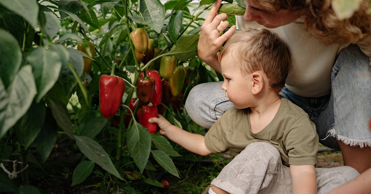 What is a substitute for Anaheim Peppers? - Boy in Green Crew Neck T-shirt Holding Red Bell Pepper